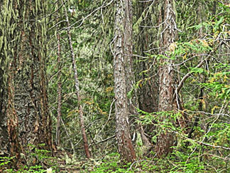 alaska cedar and doug fir small graphic